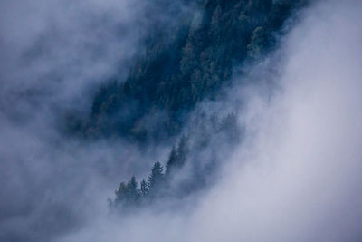 Low angle view of trees against sky