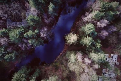 Aerial view of stream amidst trees at forest