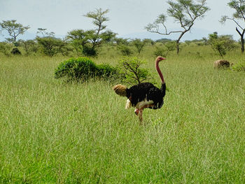 View of a bird on field