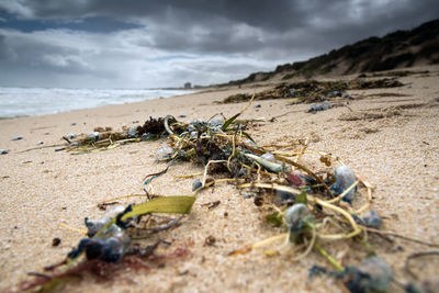 Close-up of crab on beach against sky