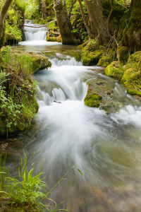 Scenic view of waterfall in forest