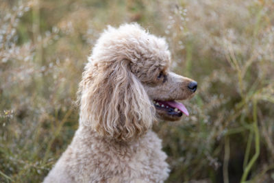 Close-up of dog standing on field