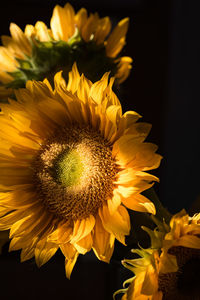 Close-up of yellow flower against black background