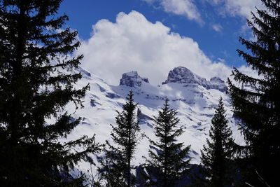 Low angle view of pine trees against sky