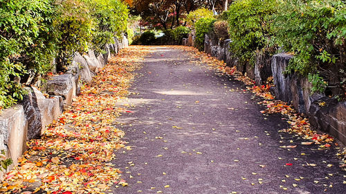 Footpath amidst leaves in park