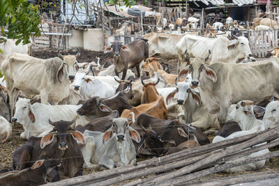 Cows on field