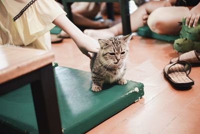 Cat sitting on table