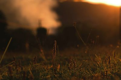 Close-up of stalks in field against sky at sunset