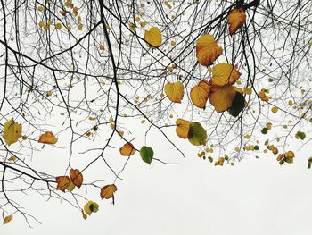 Low angle view of tree against sky during autumn