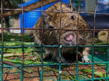 Close-up of an animal in cage