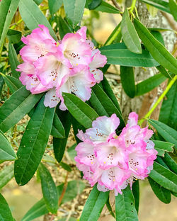 Close-up of pink flower