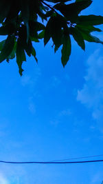 Low angle view of tree against blue sky