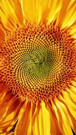 Full frame shot of sunflower