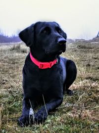 Black dog looking away while sitting on land