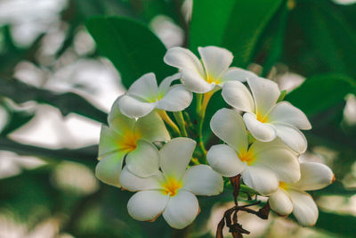 Close-up of white flowering plant