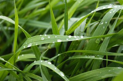 Close-up of leaves on grass