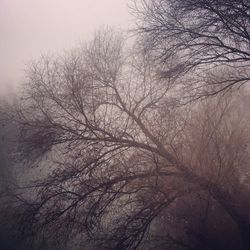 Low angle view of bare tree against sky during winter