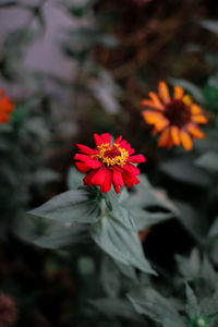 High angle view of red flowering plant