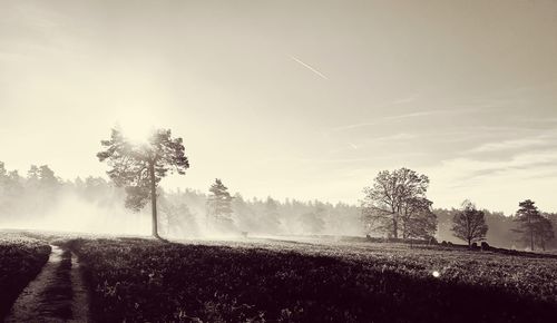 Trees on field against sky