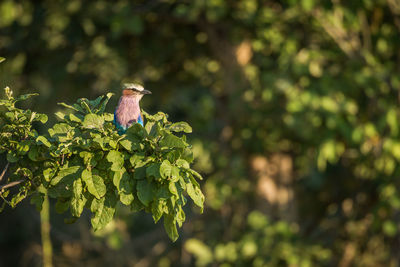 Lilac-breasted roller perching on plant