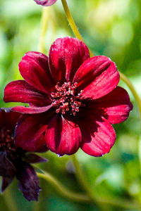 Close-up of red flowers