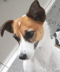 Close-up portrait of dog