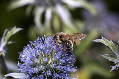 Close-up of bee pollinating on flower