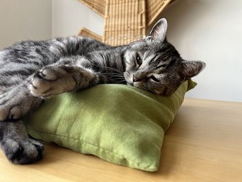 Close-up of cat lying on bed at home