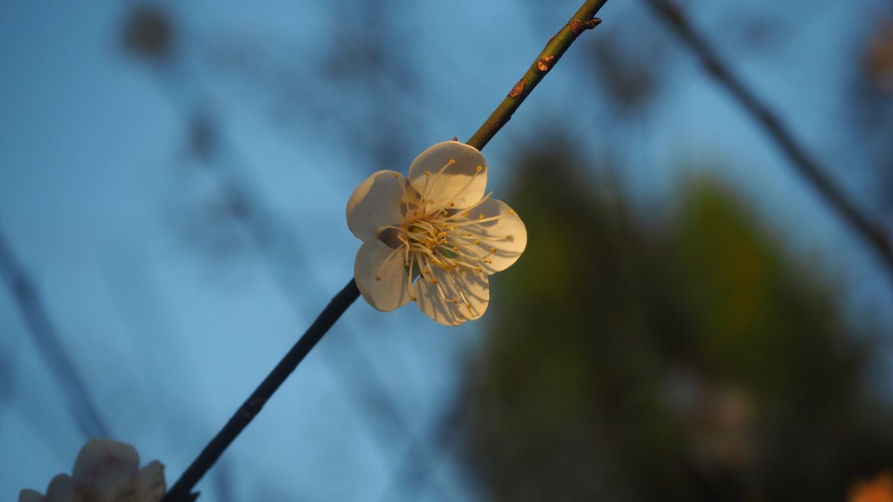 flower, fragility, focus on foreground, beauty in nature, nature, freshness, flower head, petal, day, outdoors, close-up, growth, no people, water