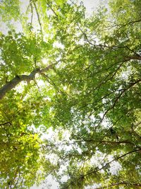 Low angle view of trees in forest