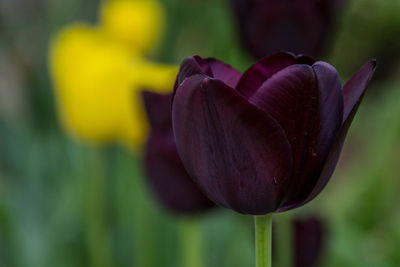 Close-up of purple tulip