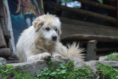 Portrait of dog looking at rock