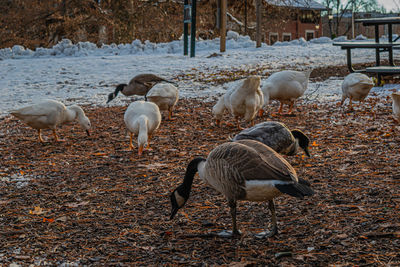 Flock of birds on lakeshore