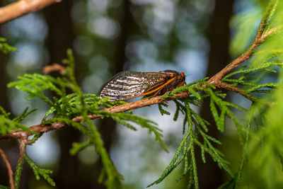 Close-up of butterfly on leaf