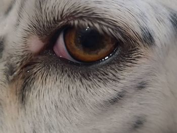 Close-up of dog eye