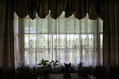 Potted plants on window sill