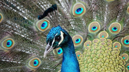 Close-up of peacock