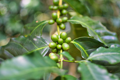 Close-up of fruit growing on tree