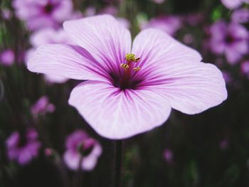 Close-up of purple flower blooming in garden