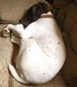 High angle view of cat