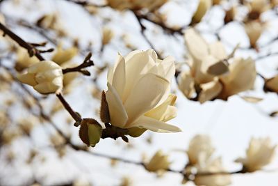 Close-up of white flowering plant