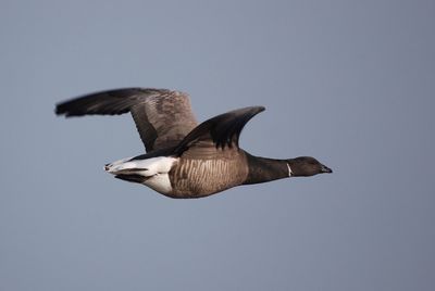 Low angle view of bird flying in clear sky