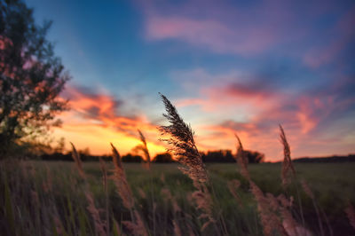 Close-up of stalks in field against sunset sky