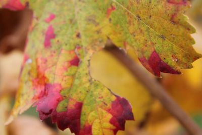 Close-up of maple leaf during autumn