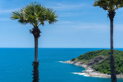 Palm tree by sea against sky