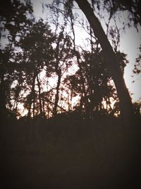 Low angle view of silhouette trees against sky