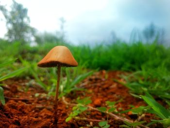 Close-up of mushroom growing in forest