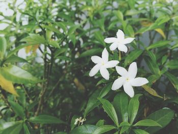 Close-up of white flowering plants