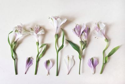 High angle view of purple roses on white table