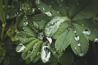 Close-up of wet plant leaves during rainy season